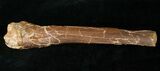 Indeterminate Theropod Limb Bone - Judith River #14828-1